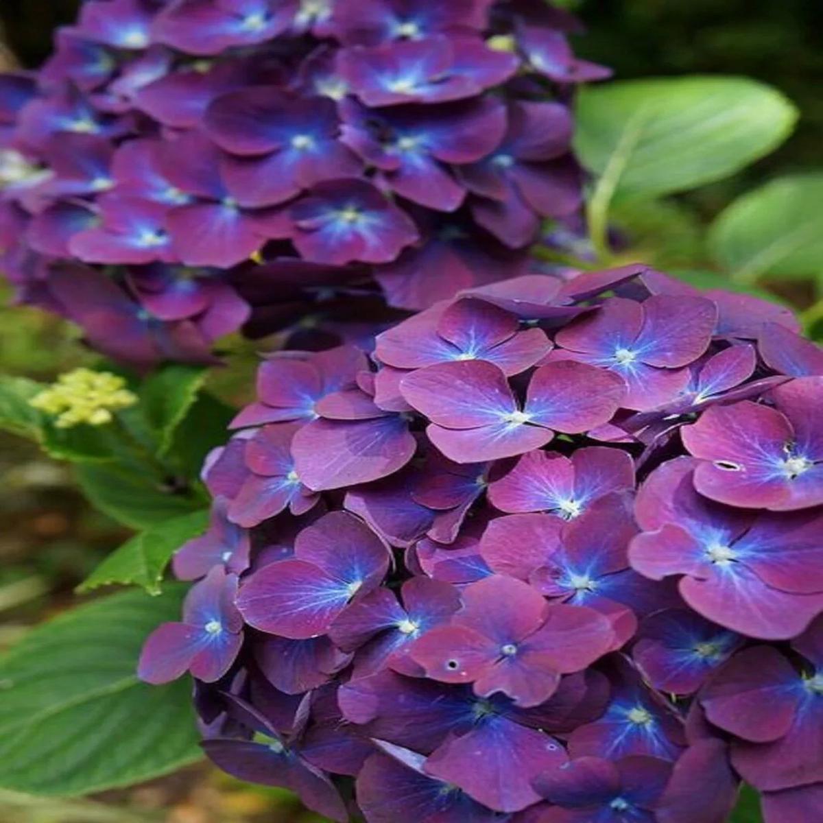 Purple & Dark Blue Hydrangea Flower seeds for Planting – Shade Tolerant, Heirloom & GMO Free Seeds for Home Garden