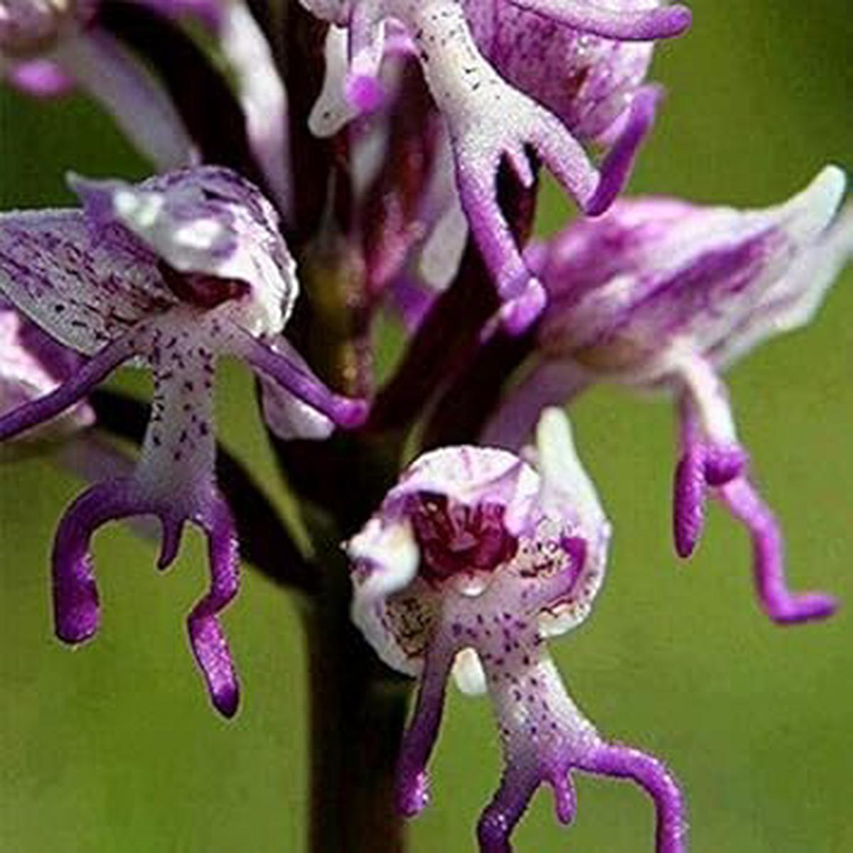 Purple Orchis Italica Flower Seeds for Planting  Heirloom, Non-GMO, High Germination Organic Garden Seeds