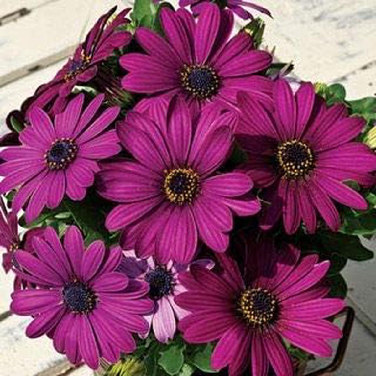 Purple Osteospermum Flower Seeds for Planting  Heirloom, Non-GMO, High Germination Organic Daisy Seeds