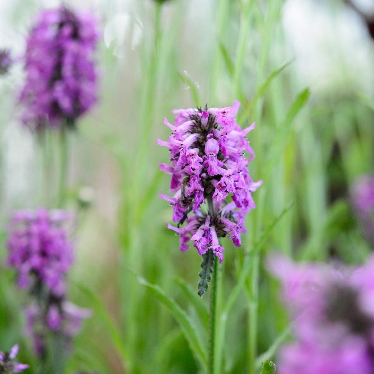 Purple Stachys Flower seeds for Planting Colorful Display Heirloom & GMO Free Seeds for Home Garden  Sale