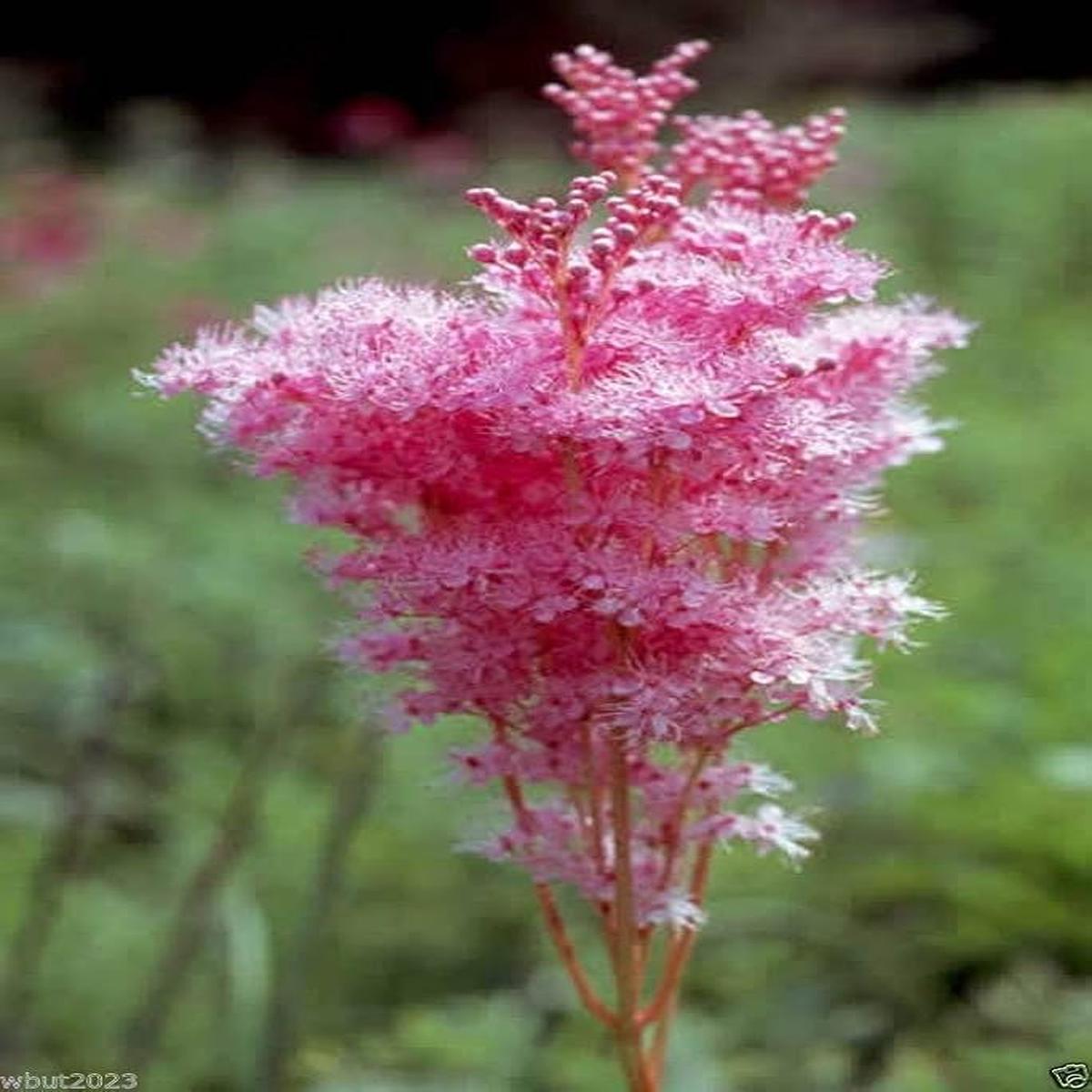 Queen of the Prairie Wildflower Seeds for Native Garden Beauty