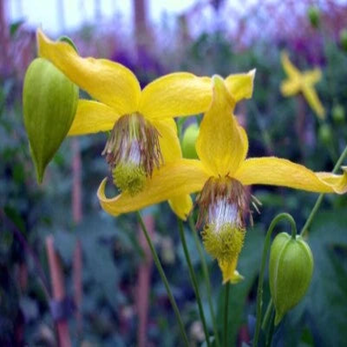 Radars Spectacular Show Of A Clematis In Full Bloom Love Queen Of Vines  Heirloom, Non-GMO