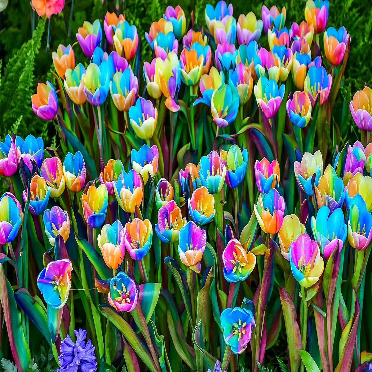 Rainbow Tulip Flower Seeds  Heirloom, Non-GMO Bulb Seeds for Planting, High Germination Organic Seeds
