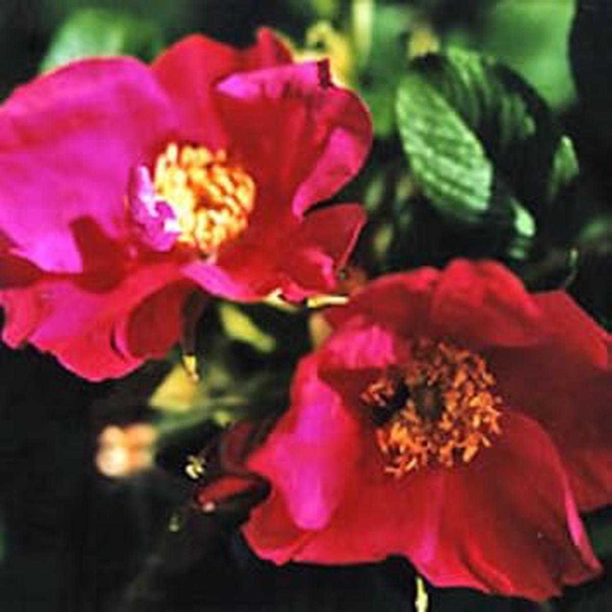 Red Rugosa Rose Flower Seeds for Planting | Heirloom Non-GMO Organic Garden Seeds