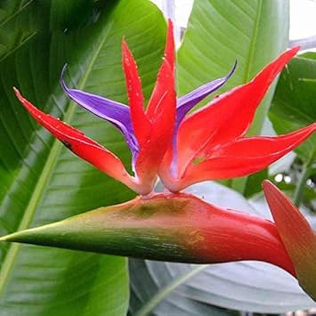 Red Strelitzia Flower seeds for Planting – Long Bloom Season, Heirloom & GMO Free Seeds for Home Garden