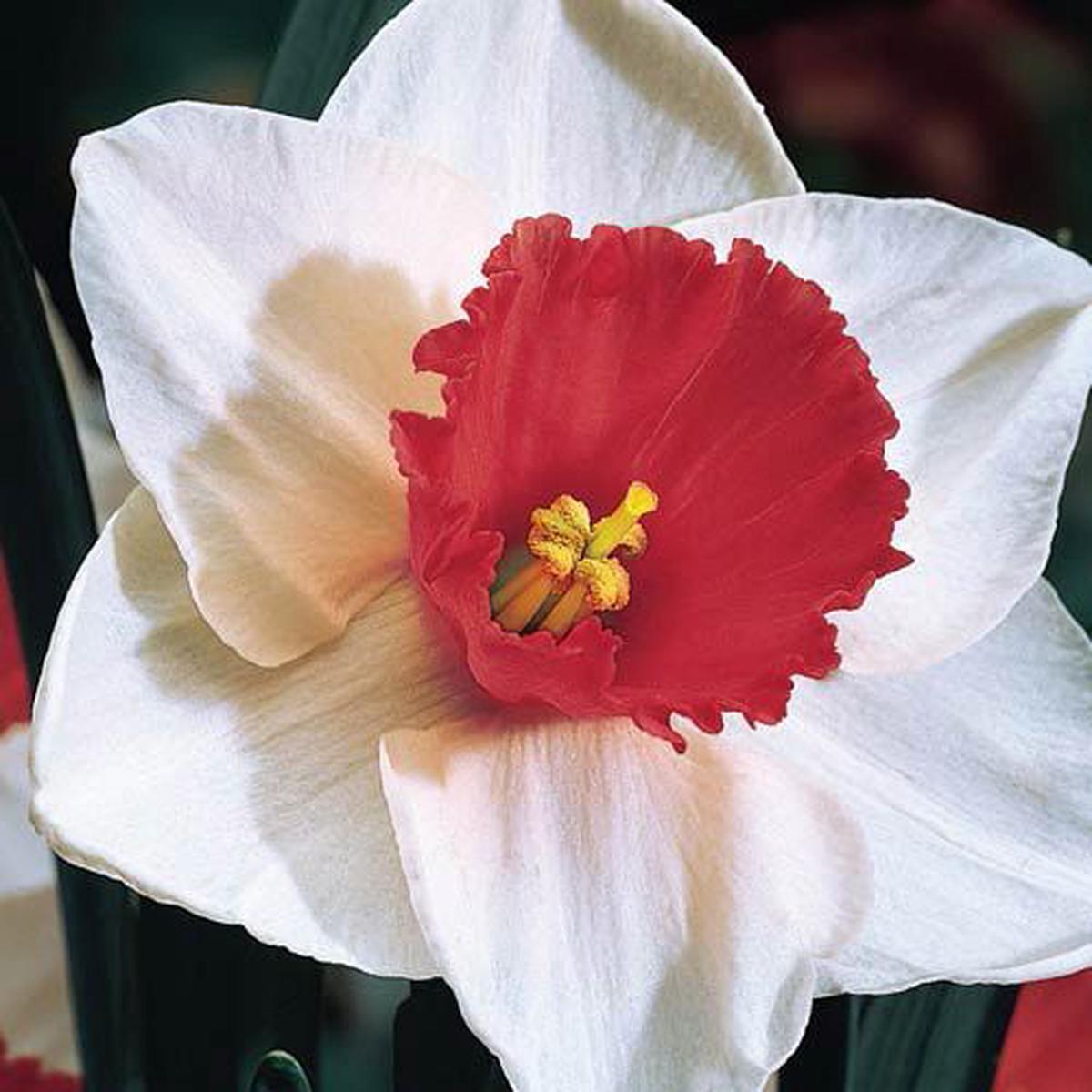 Red White Double Daffodil Flower Seeds for Planting  Heirloom, Non-GMO, High Germination