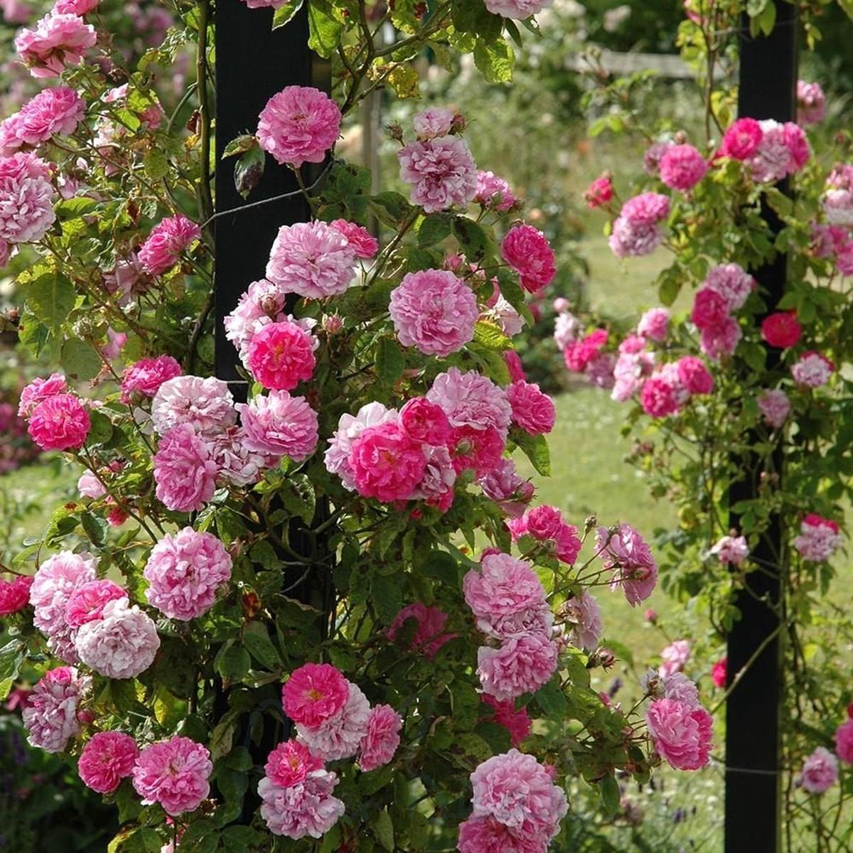 Rose Rosa multiflora Rattan climbing flower seeds for planting in vertical garden or trellis backyard areas
