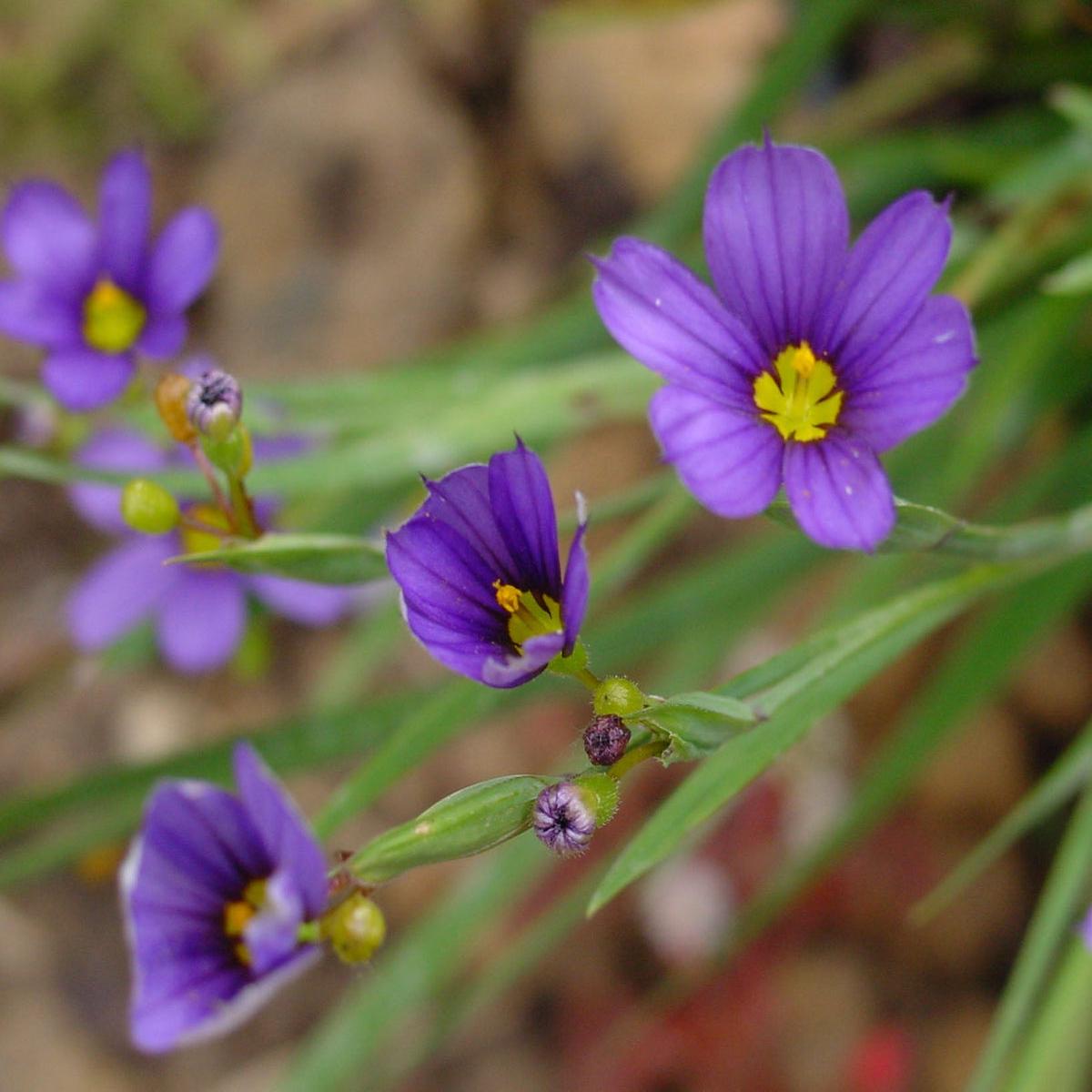 Sisyrinchium Flower seeds for Planting Low Maintenance Heirloom & GMO Free Seeds for Home Garden Sale