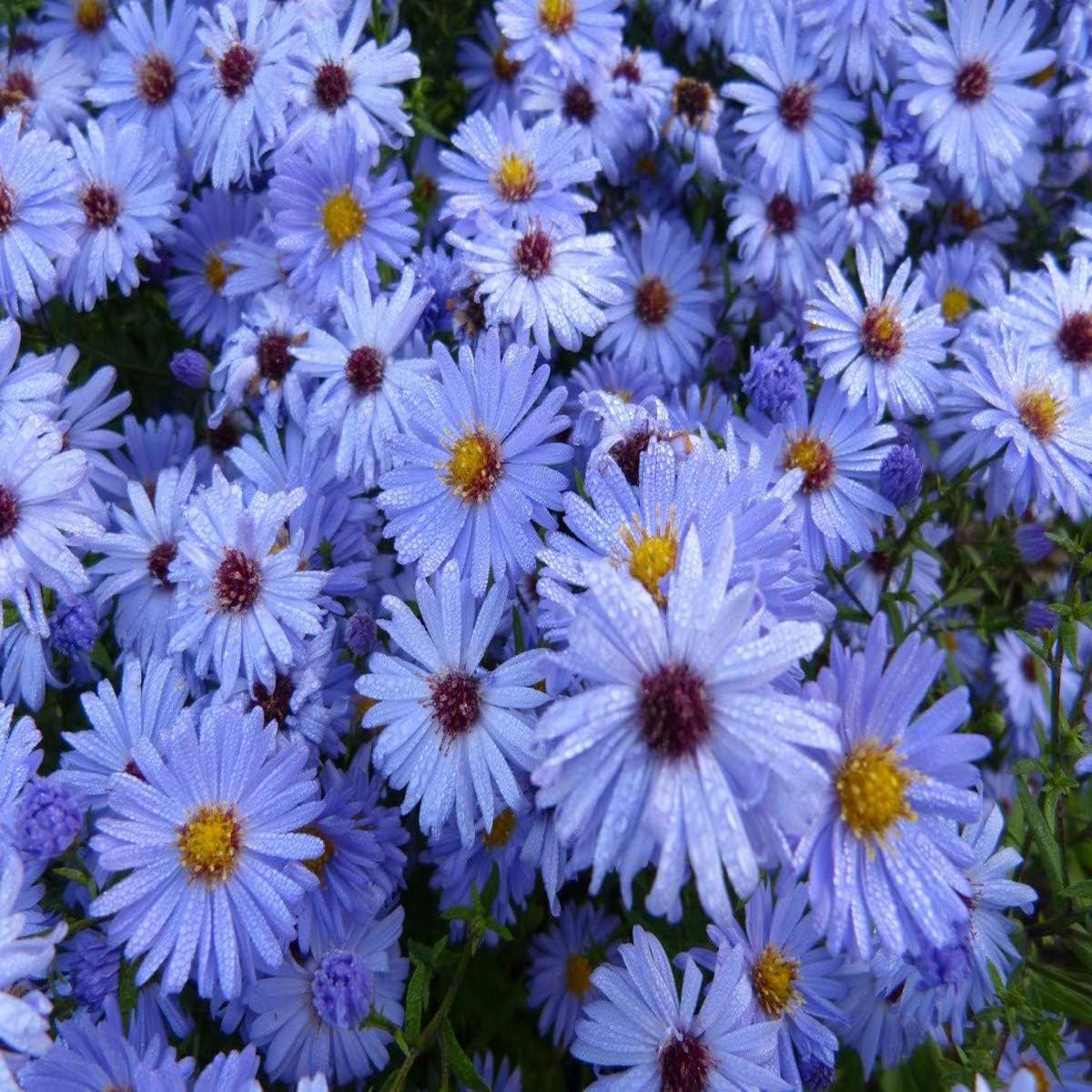 Sky Blue Aster Seeds for Planting  Organic Heirloom Non-GMO High Germination Flower Seeds