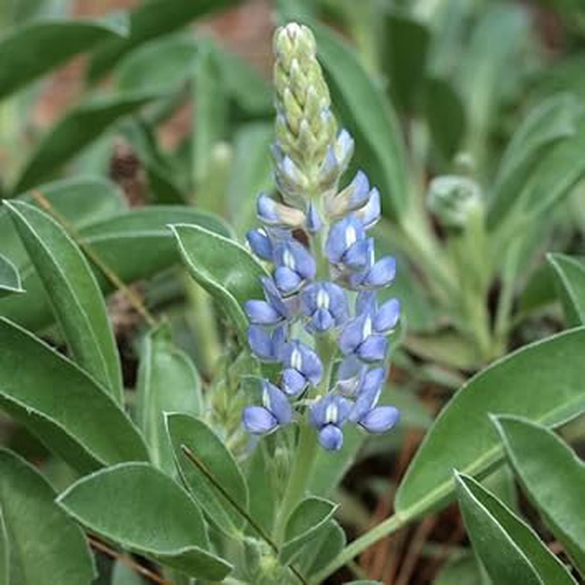 Sky Blue Lupine Flower seeds for Planting – Seasonal Bloomer, Heirloom & GMO Free Seeds for Home Garden