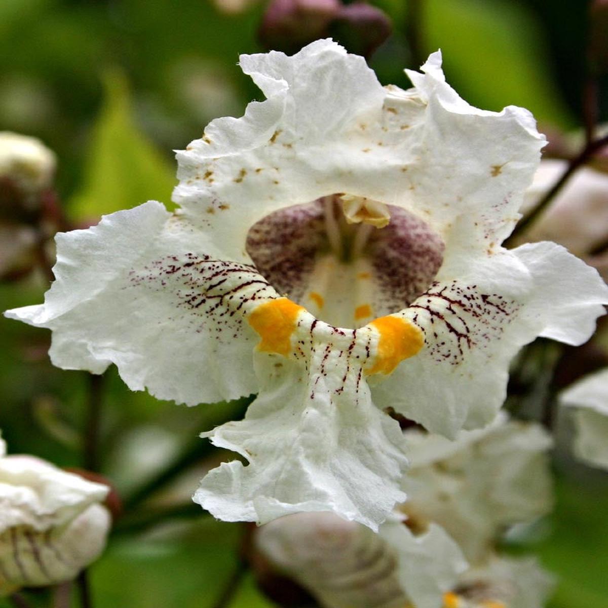 Southern Catalpa Flower Seeds Planting