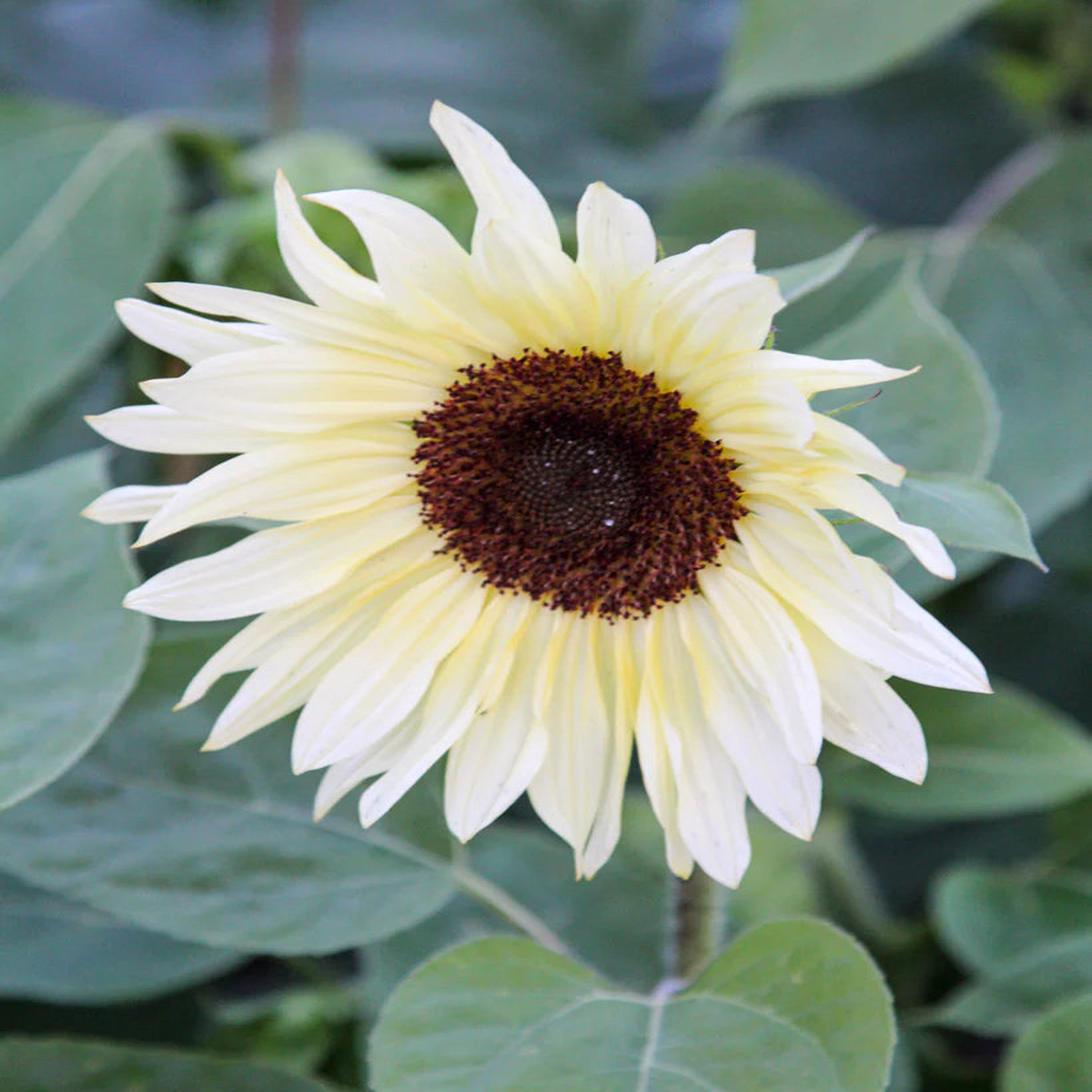 Sunflower Buttercream Flower Seeds for Planting  Heirloom, Non-GMO, High Germination Organic Garden Seeds