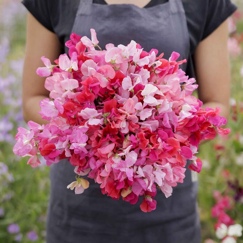 Sweet Pea Seeds – Pink Mix