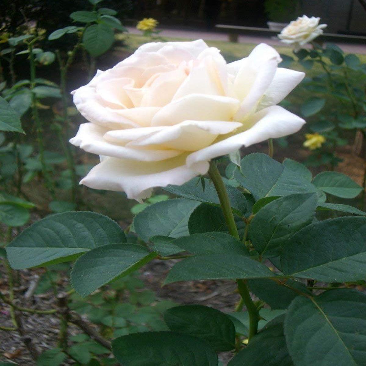 Swept Away Rose Flower Seeds (White)  Fresh Seeds for Planting Elegant Roses
