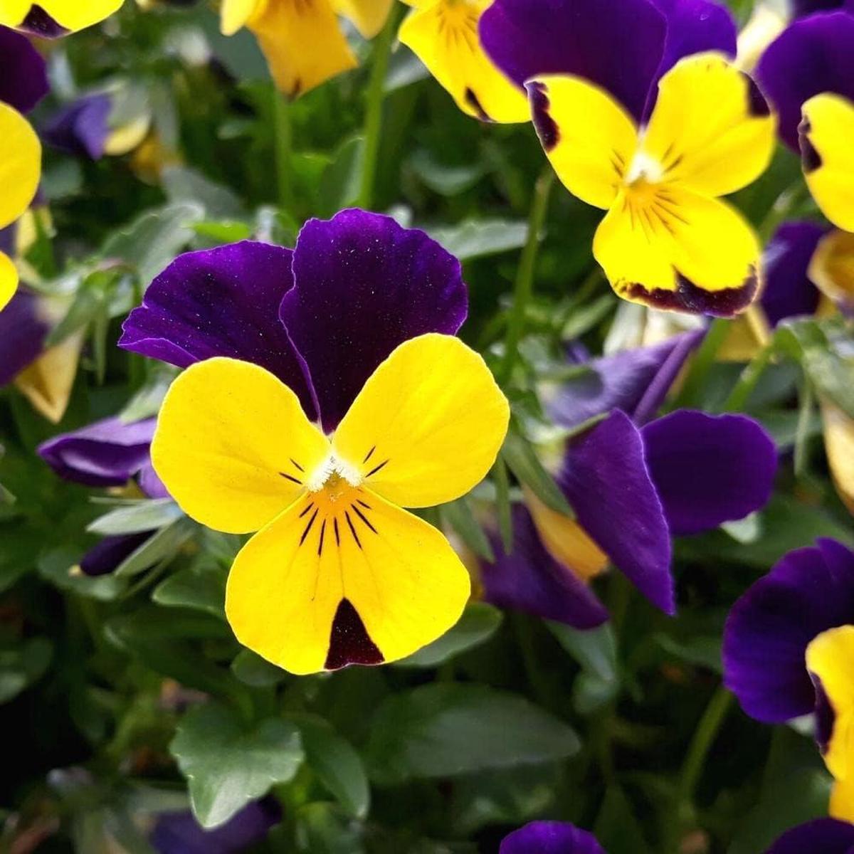 Violet Yellow Pansy Flower Seeds for Planting  Non-GMO, Heirloom, High Germination Organic Garden Seeds