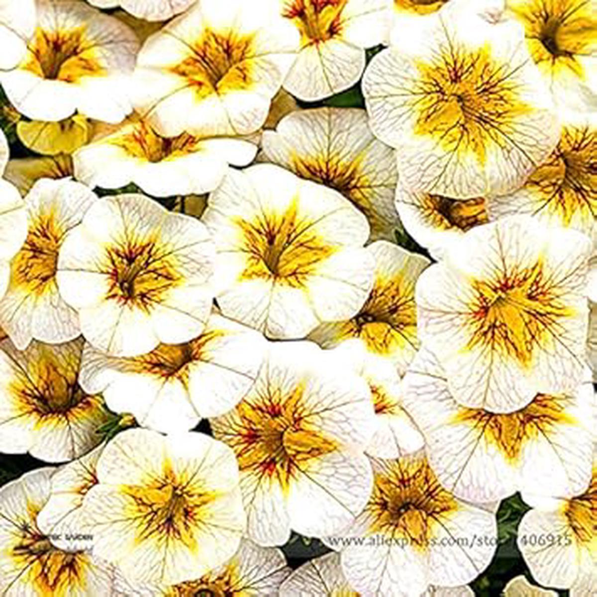 White Yellow Frostfire Flower seeds for Planting – Hardy Variety, Heirloom & GMO Free Seeds for Home Garden