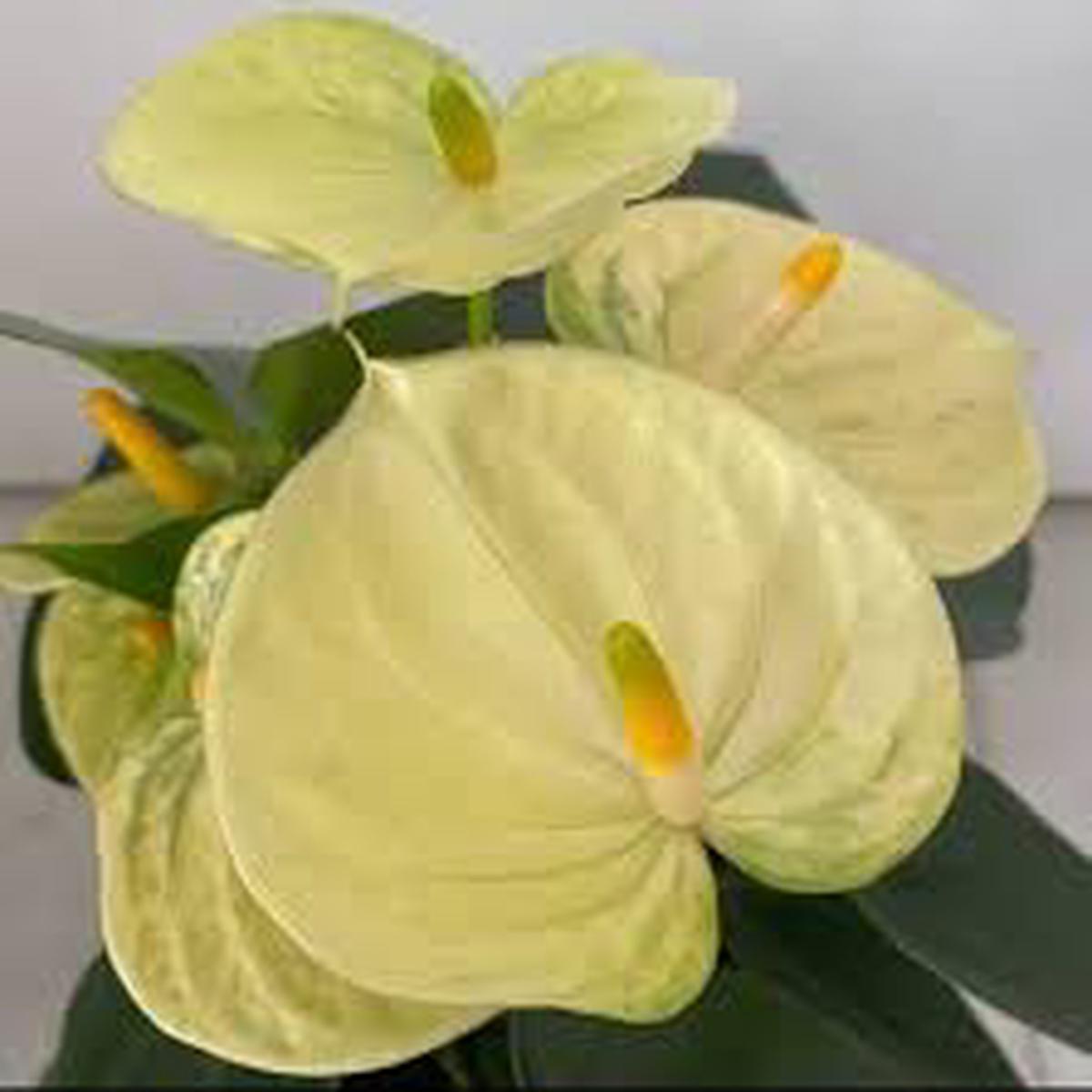 Yellow Anthurium Andraeanum Flower Seeds – Pollinator Friendly, Heirloom, Non-GMO Organic Garden Seeds for Planting