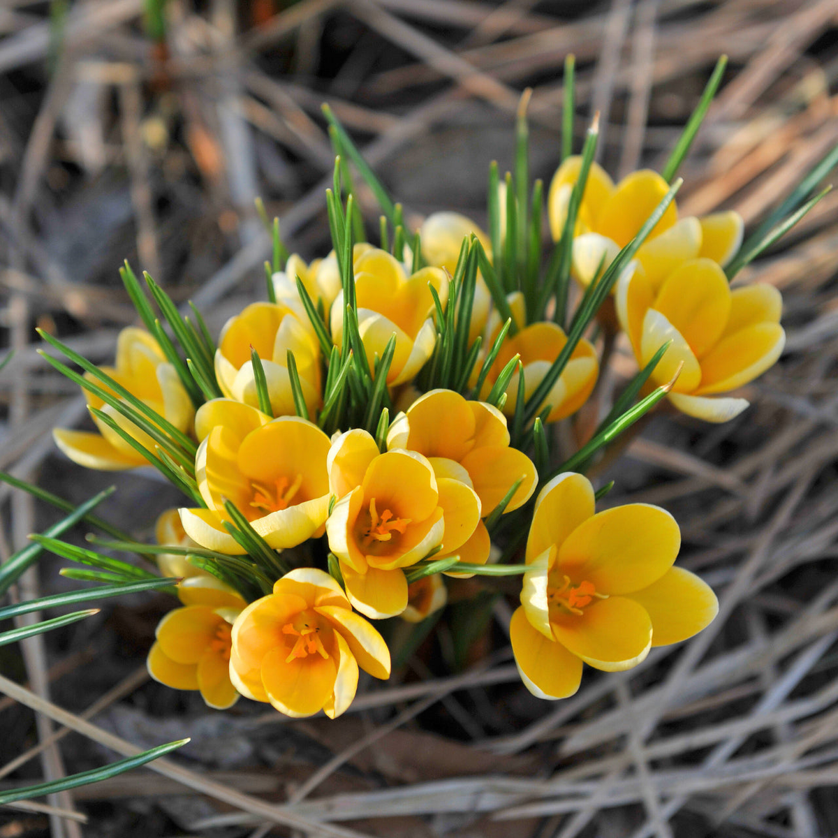 Yellow Crocus Flower seeds for Planting – Wildflower Mix, Heirloom & GMO Free Seeds for Home Garden