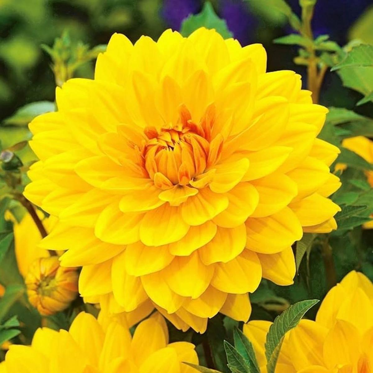 Yellow Dahlia Seeds Dahlia pinnata for Planting in Potted Garden and Flower Bed