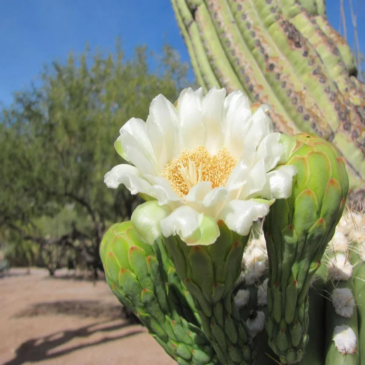 Arizona Flower Seeds for Planting, Desert Beauty Collection