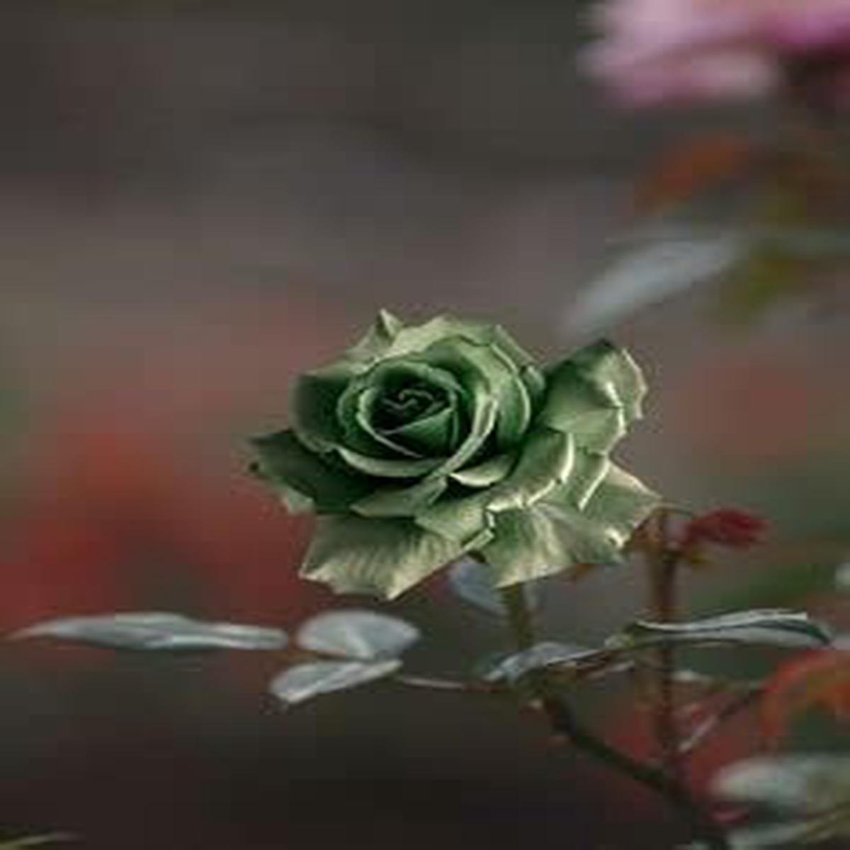 Army Green Rose Heirloom Non-GMO Seeds for Planting