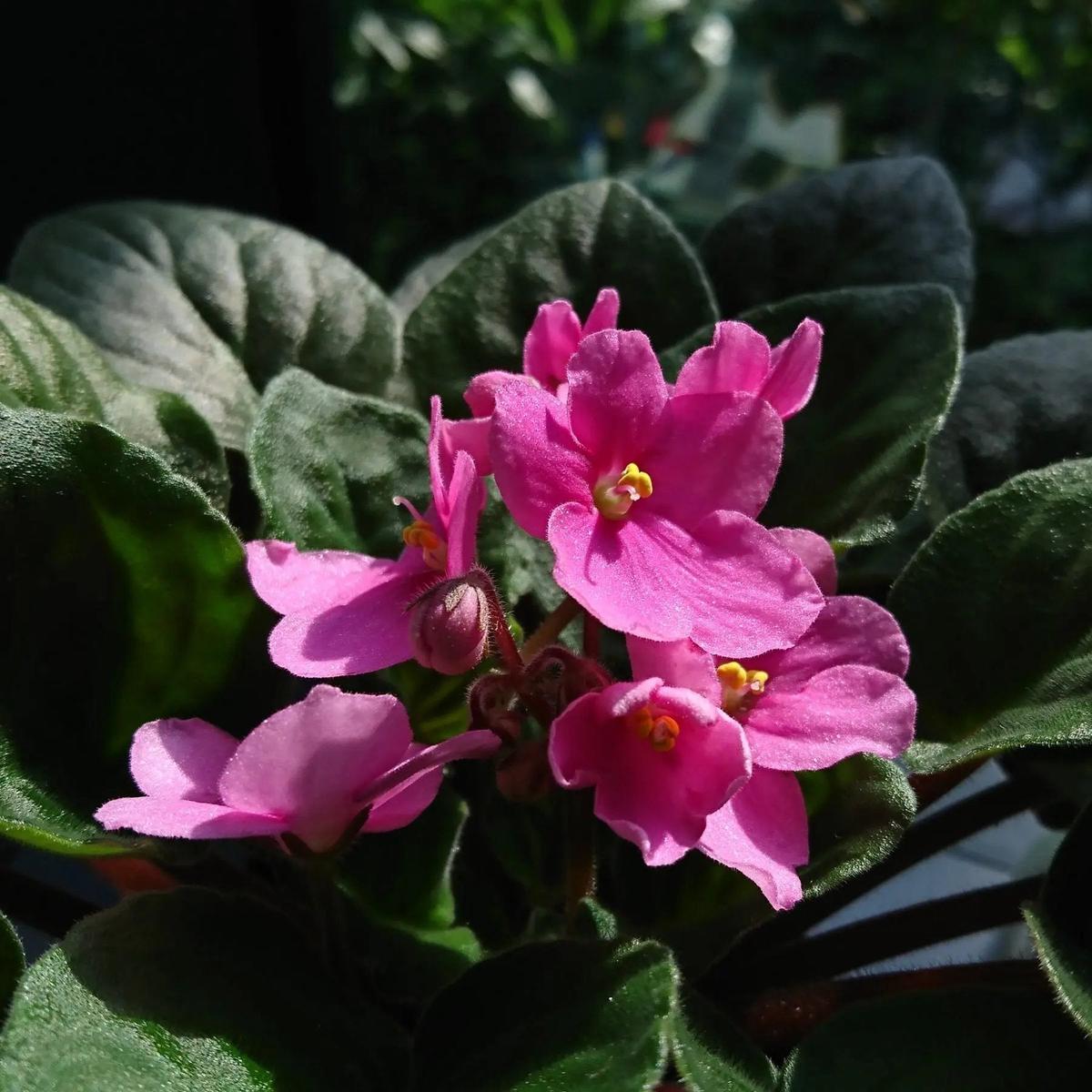Baby Pink Saintpaulia Flower Seeds for Planting – NON GMO Seeds