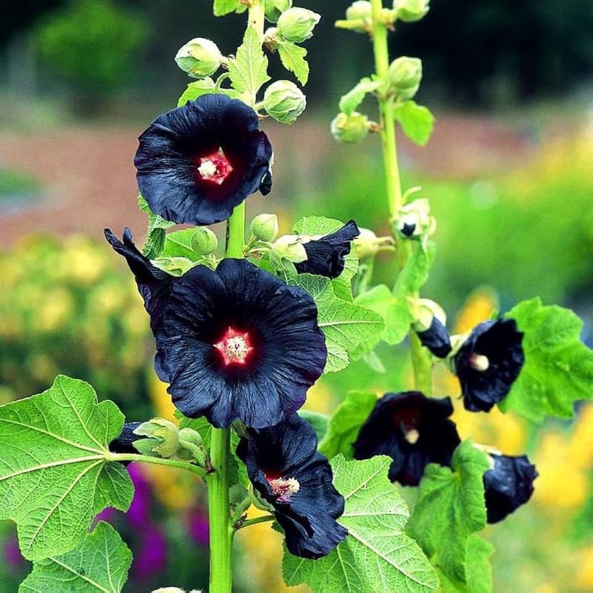 Black Hollyhock Flower Seeds for Planting  Heirloom, Non-GMO Pollinator-Friendly Organic Garden Seeds
