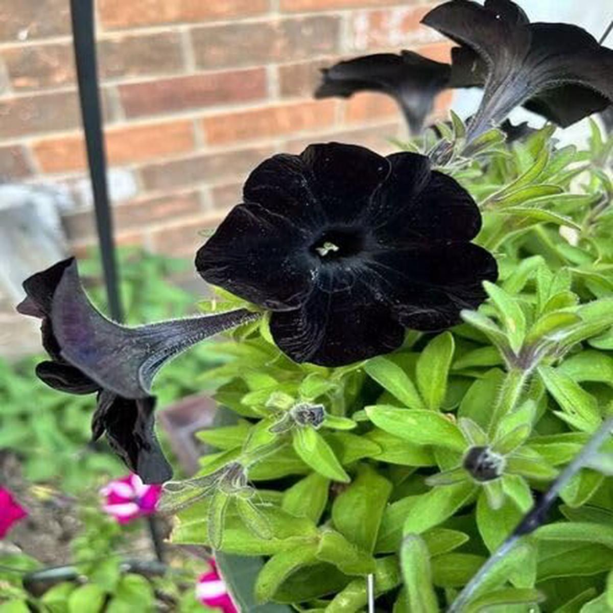 Black Petunia Flower – Heirloom, Non – Gmo Seeds