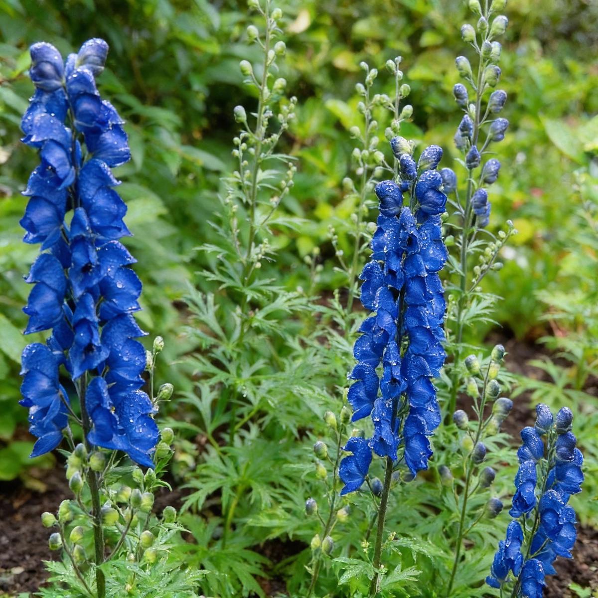Blue Aconitum Carmichaelii Seeds for Planting – Stunning Perennial Flower Seeds