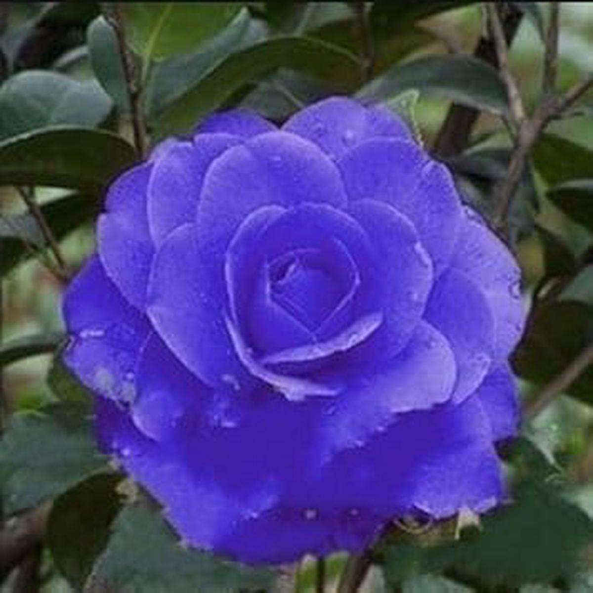 Blue Camellia Flower seeds for Planting Seasonal Bloomer Heirloom & GMO Free Seeds for Home Garden  Sale