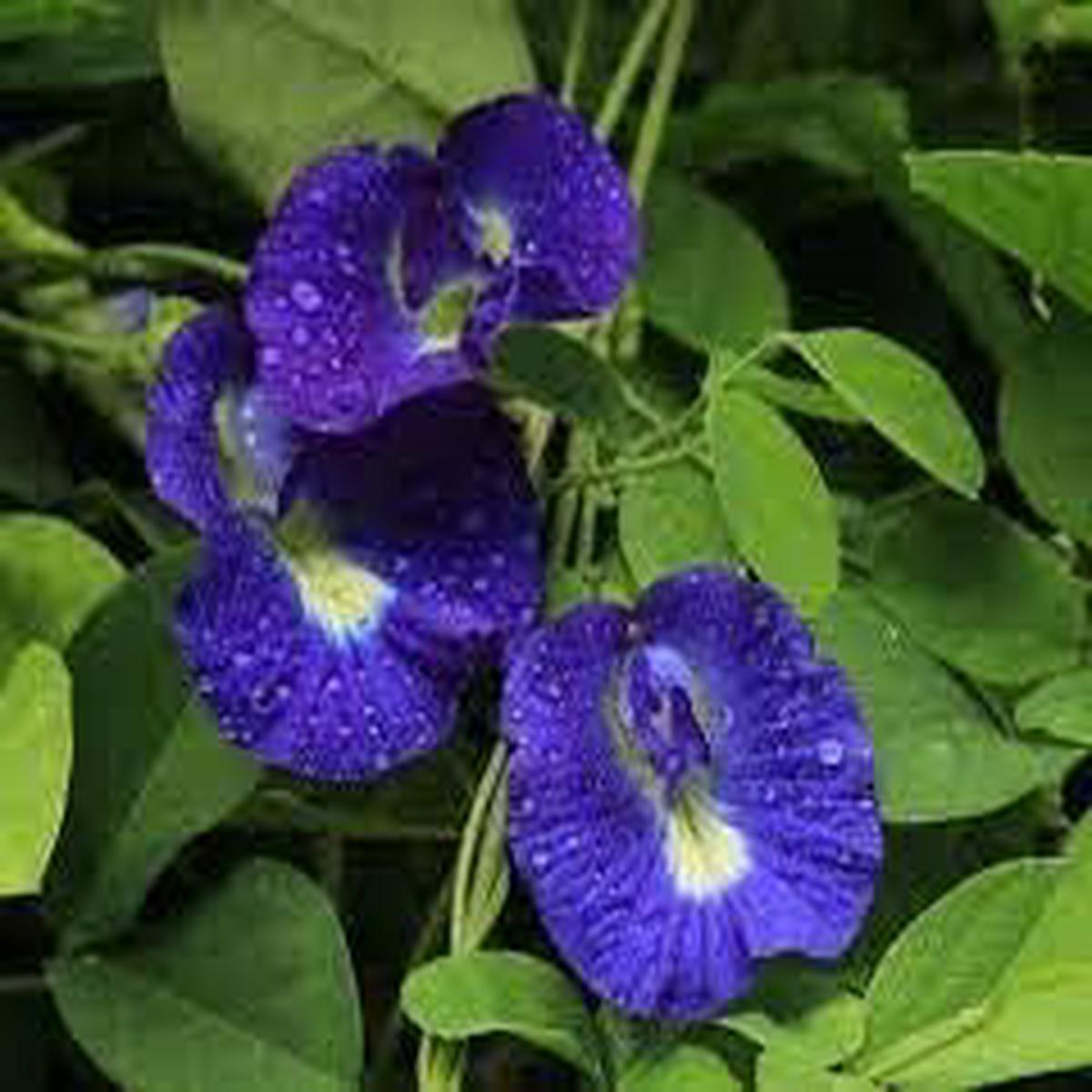 Blue Clitoria ternatea Flower seeds for Planting – Easy to Grow, Heirloom & GMO Free Seeds for Home Garden