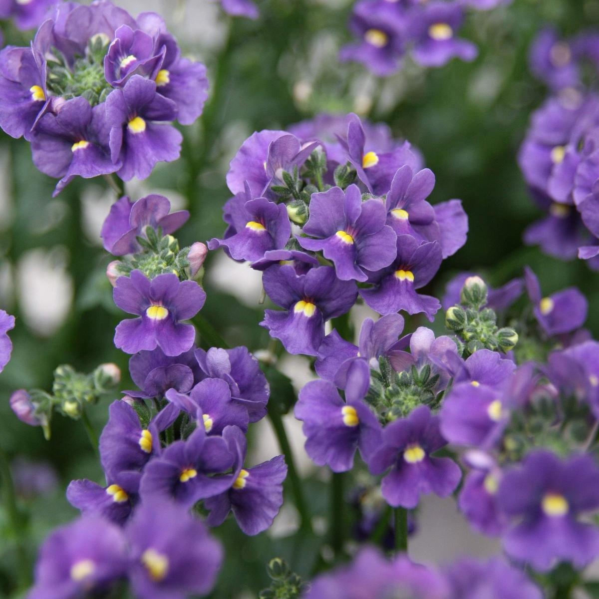 Blue Nemesia Flower Seeds for Planting Pollinator Friendly Heirloom Non-GMO Garden Seeds