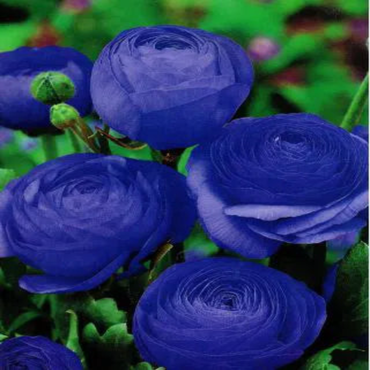 Blue Ranunculus Flower Seeds for Planting  Rare Heirloom, Non-GMO, High Germination Organic Garden Seeds