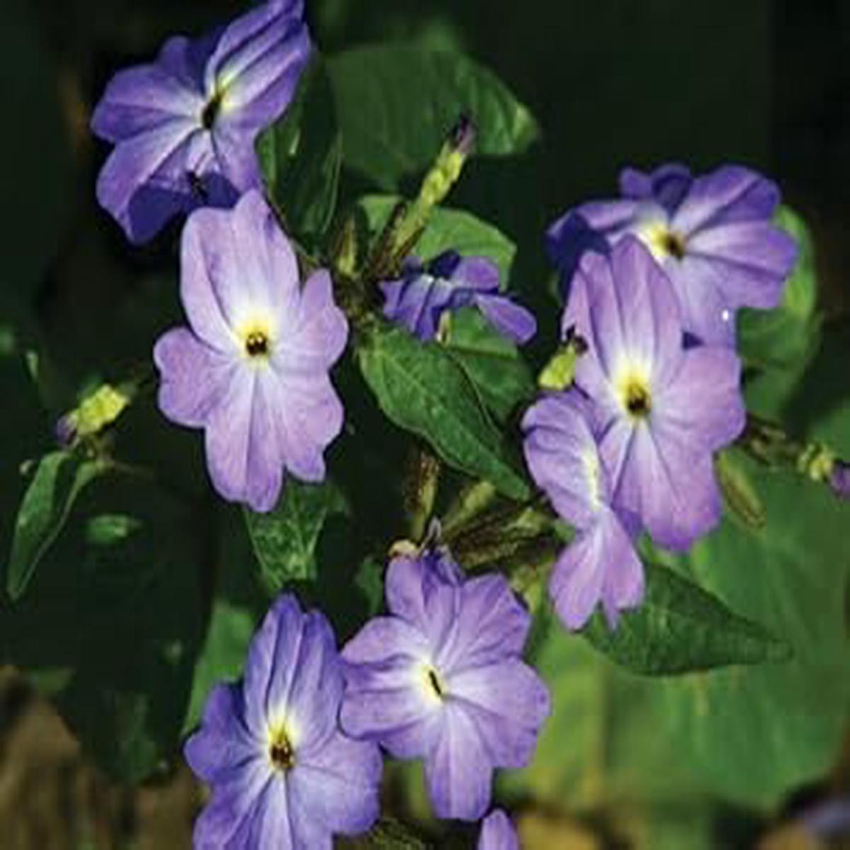 Browallia Flower Seeds  Heirloom, Non-GMO, High Germination Organic Garden Seeds