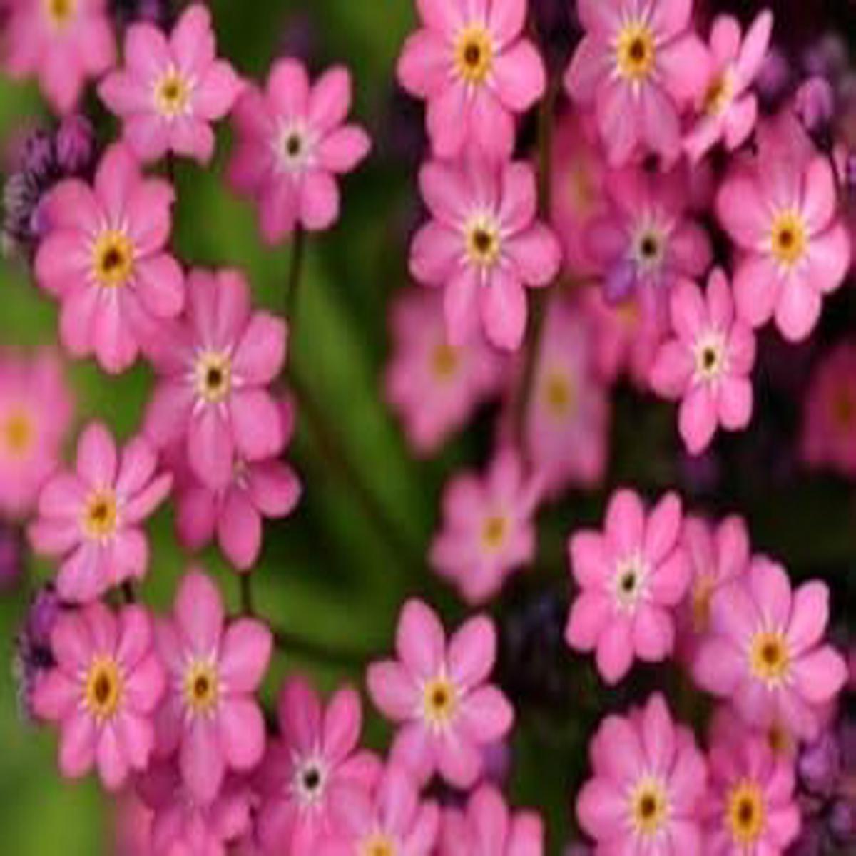 Burgundy Adenium Obesum Flower Seeds for Planting Shade Tolerant Heirloom & GMO Free Seeds for Home Garden Sale