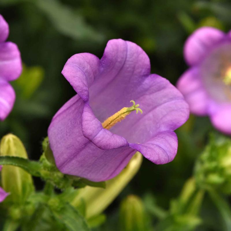 Canterbury Bells Seeds – Campana Lilac