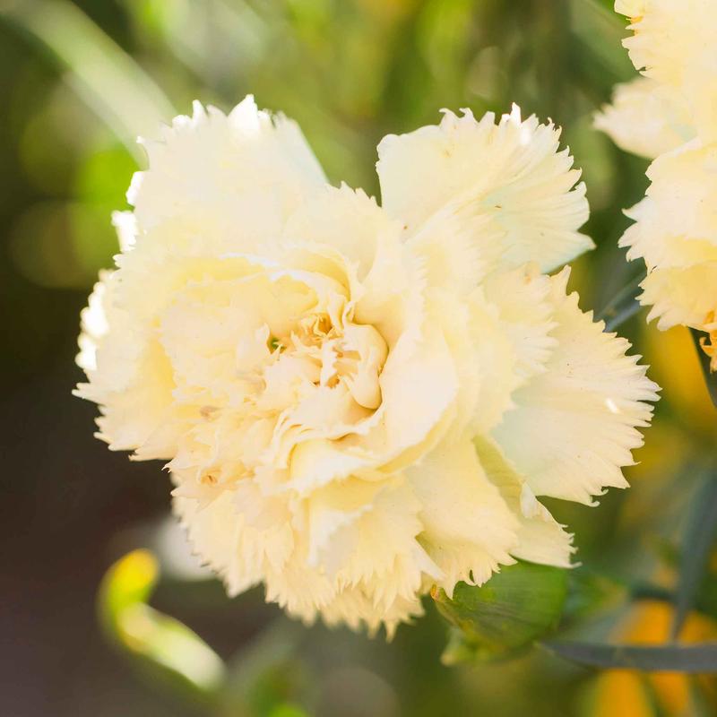 Carnation Seeds – Marie Chabaud