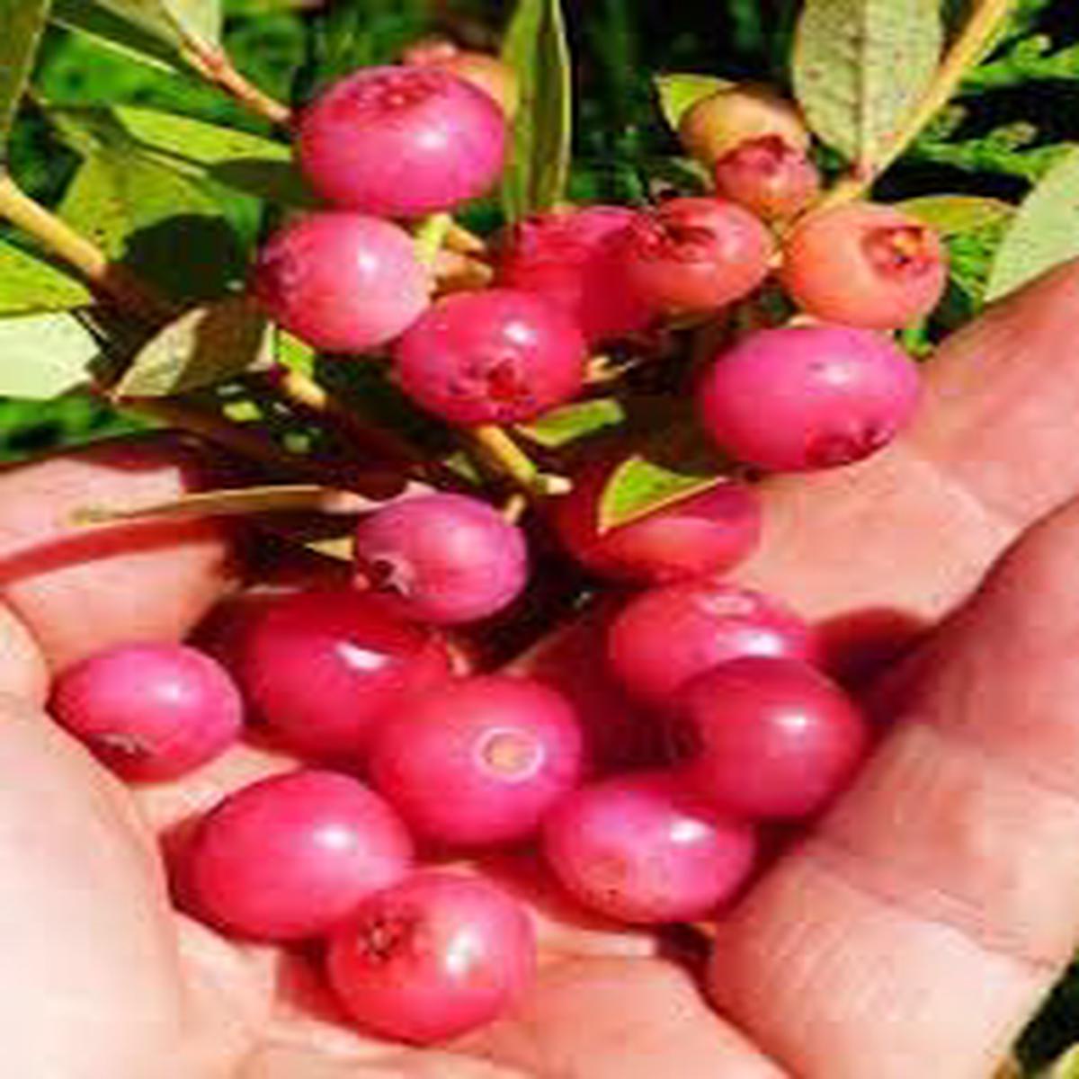 Coralberry Shrub Flower Seeds for Planting  Seasonal Bloomer, Heirloom, Non-GMO, High Germination