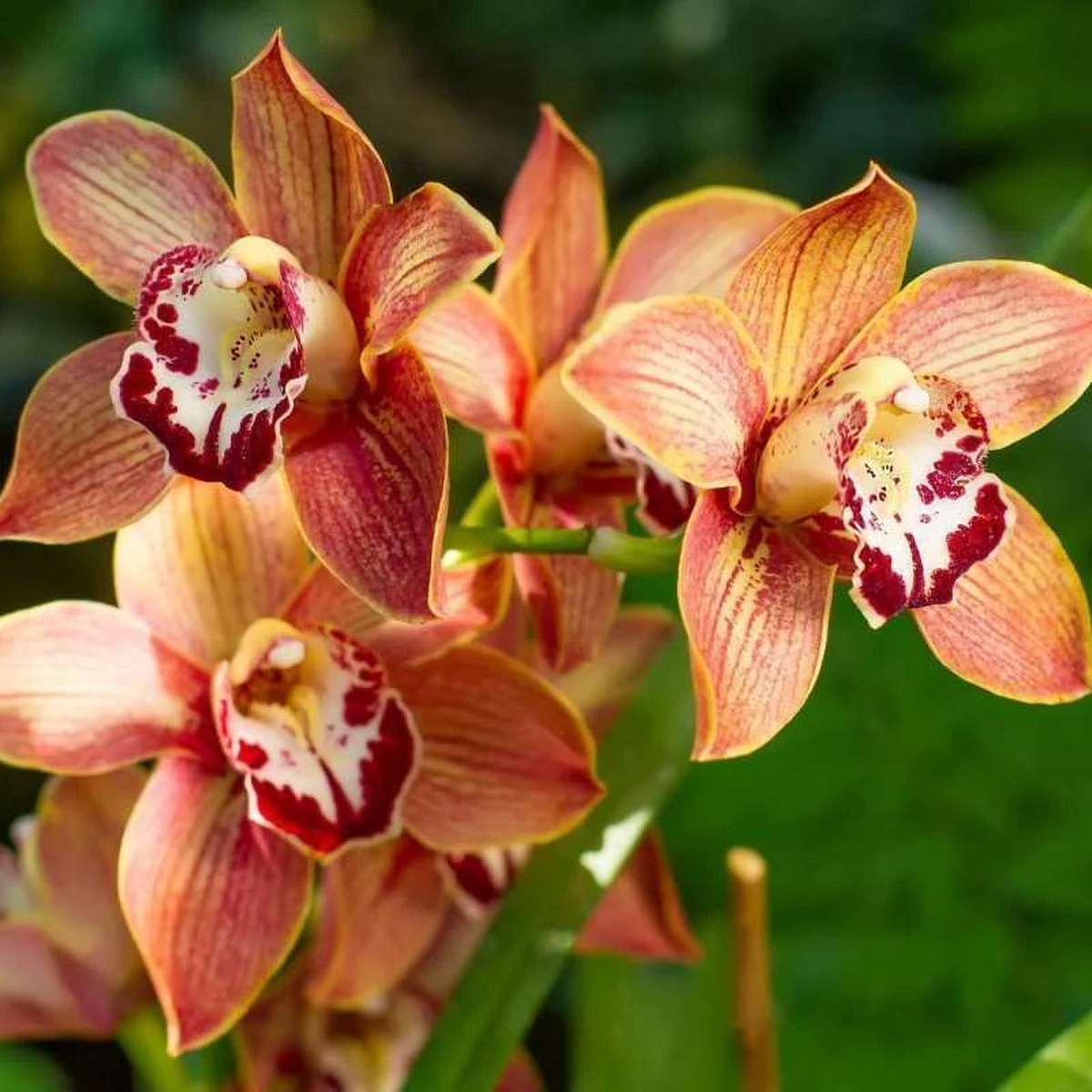 Cymbidium Flower seeds for Planting – Cut Flower Favorite, Heirloom & GMO Free Seeds for Home Garden