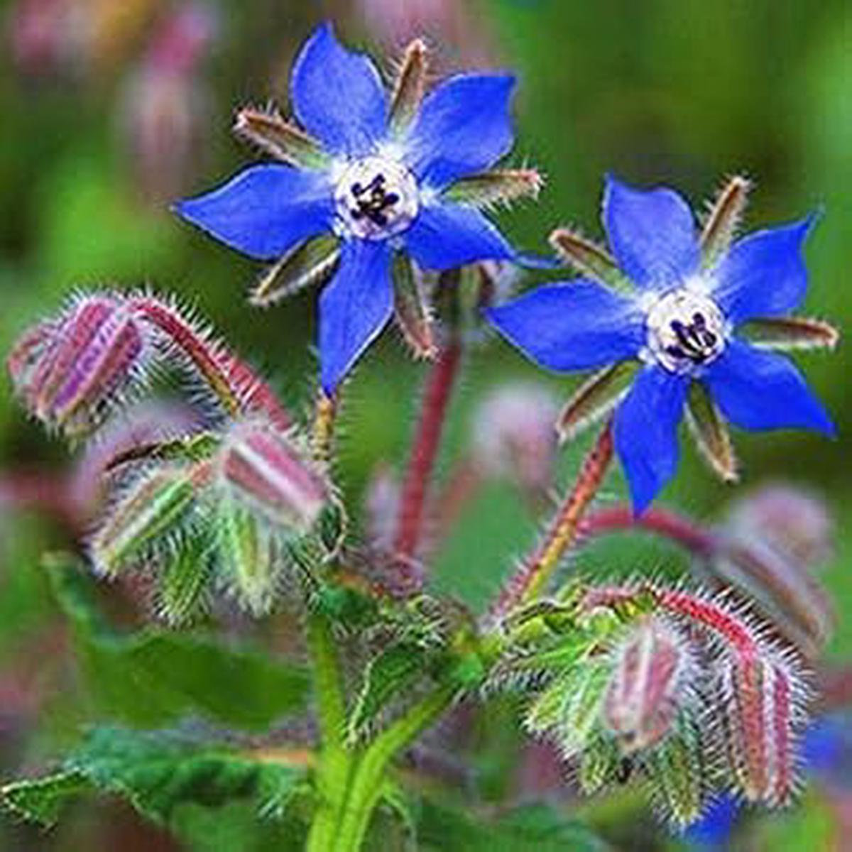 Dark Blue Borage Flower seeds for Planting – Low Maintenance, Heirloom & GMO Free Seeds for Home Garden | Non-GMO High Germination