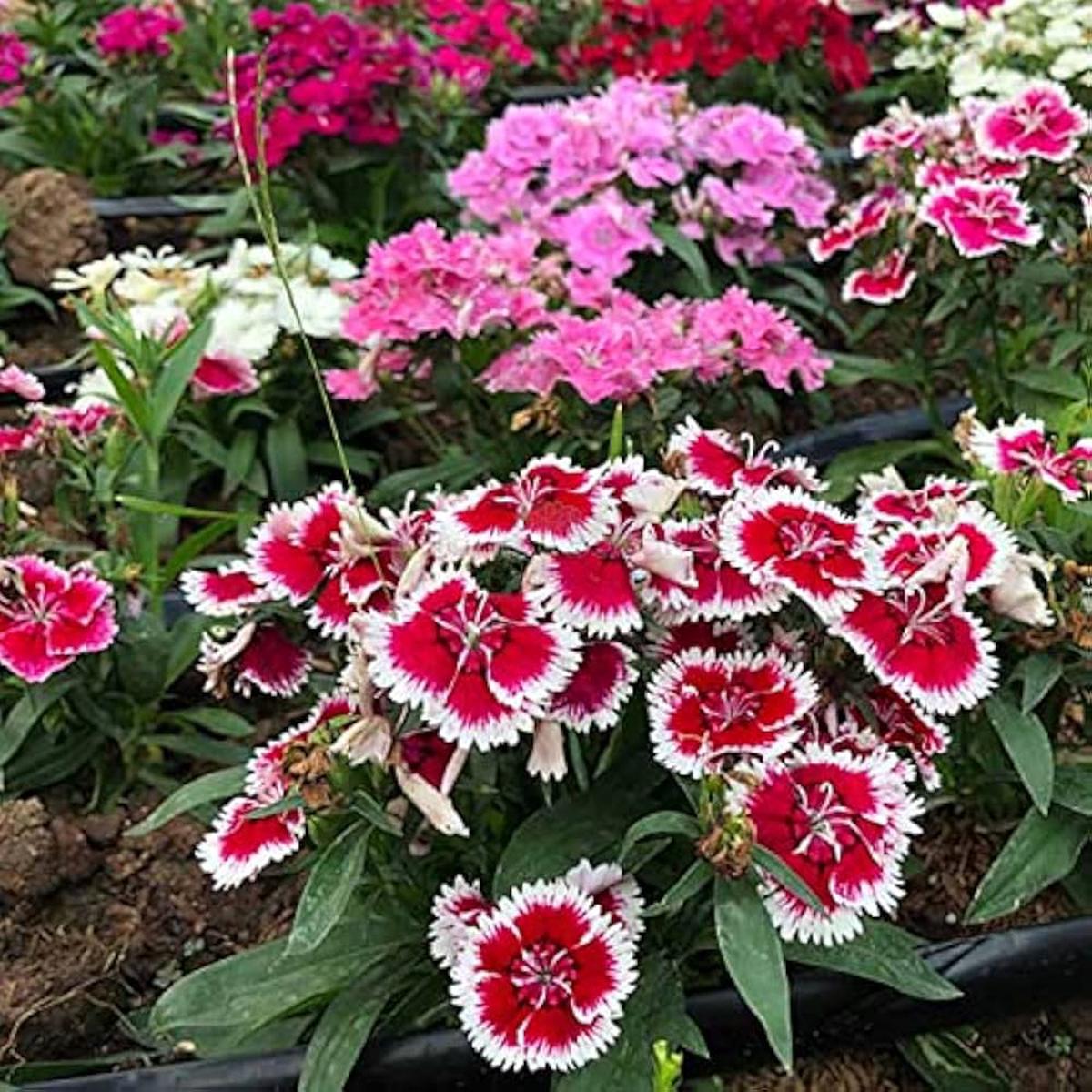 Dianthus Flower Seeds for Planting Colorful Display Heirloom Non-GMO High Germination Organic Garden Seeds