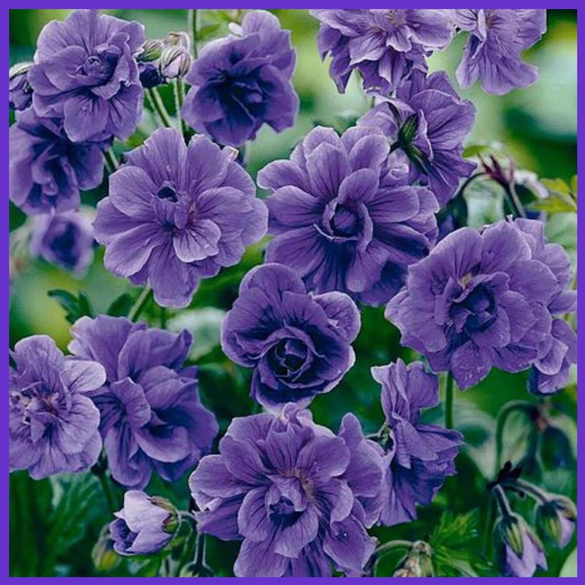 Double Purple Geranium – Flower Seeds – Heirloom Non-GMO Seeds for Planting