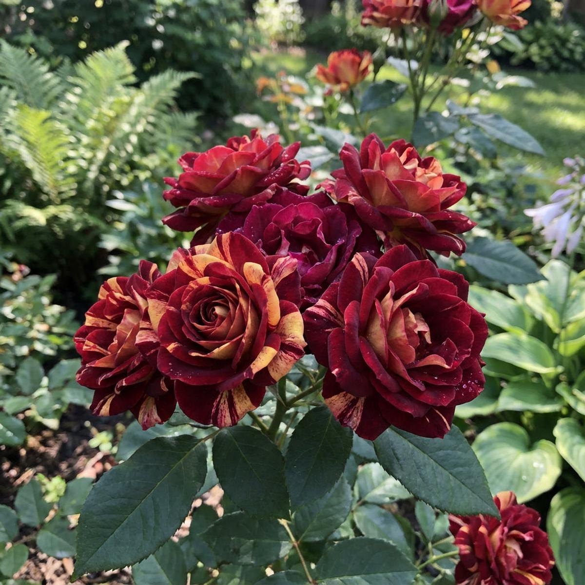 Dynamic Planting with Red & Yellow Rose Seeds