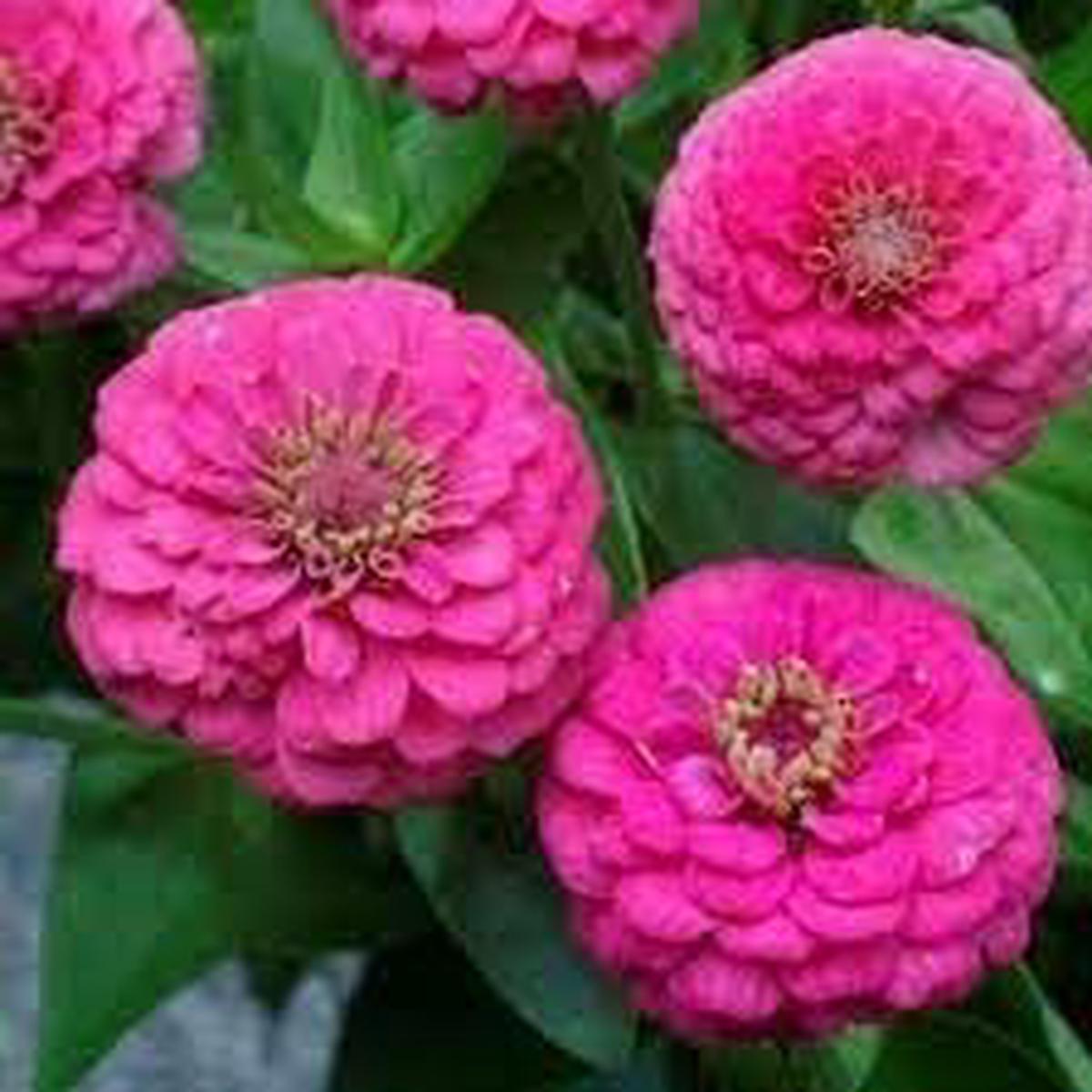 Elegans Flower Seeds for Planting  Heirloom Non-GMO, High Germination Organic Garden Seeds