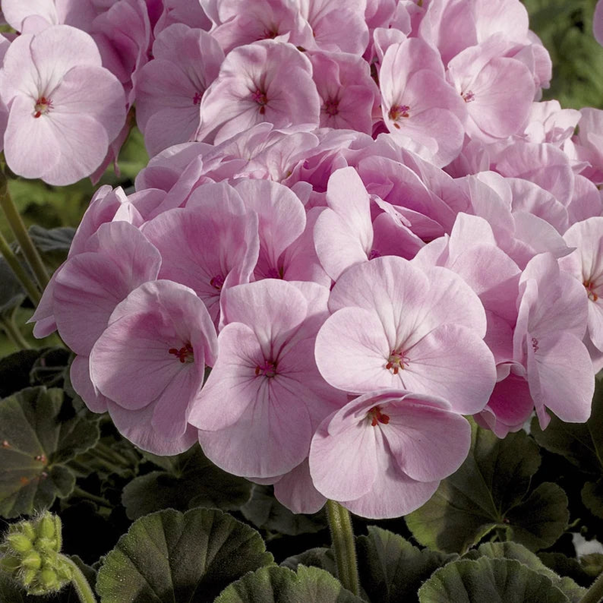 Fresh Pink Geranium Heirloom Non-GMO Seeds for Planting | High Germination Organic Garden Seeds