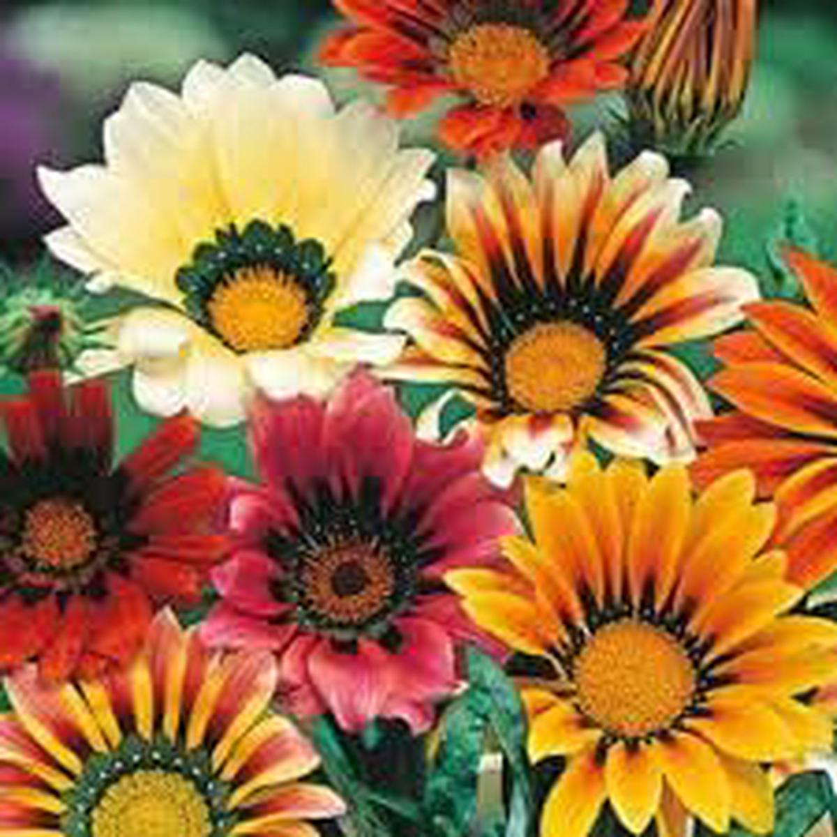 Gazania Flower seeds for Planting, Cut Flower Favorite Heirloom & GMO Free Seeds for Home Garden