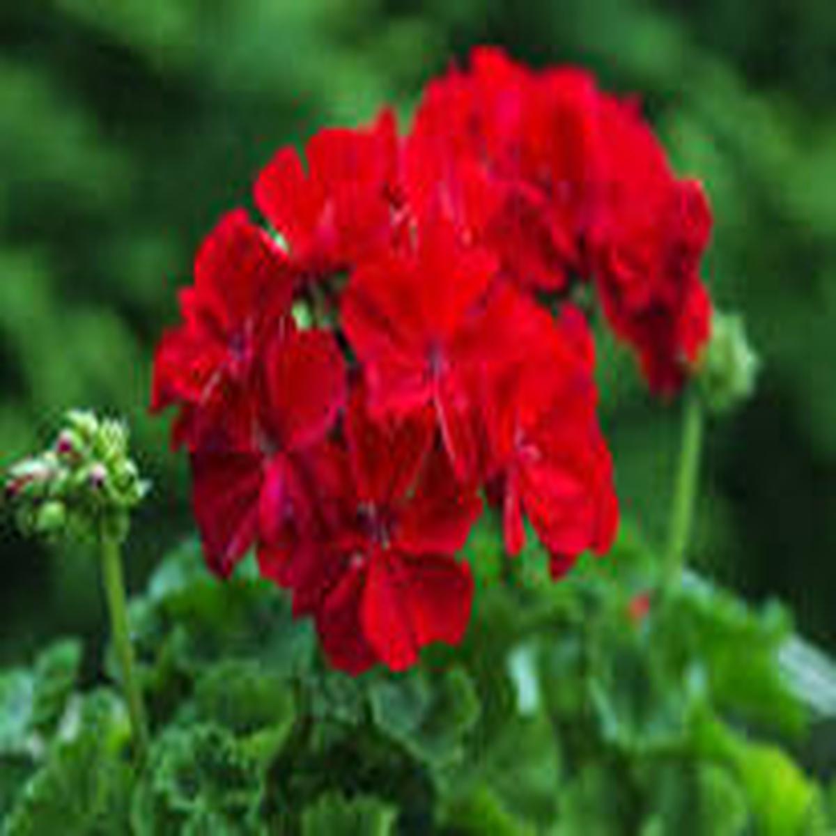Geranium Flower Seeds for Planting  Fragrant Blossoms, Heirloom & Non-GMO Organic Garden Seeds