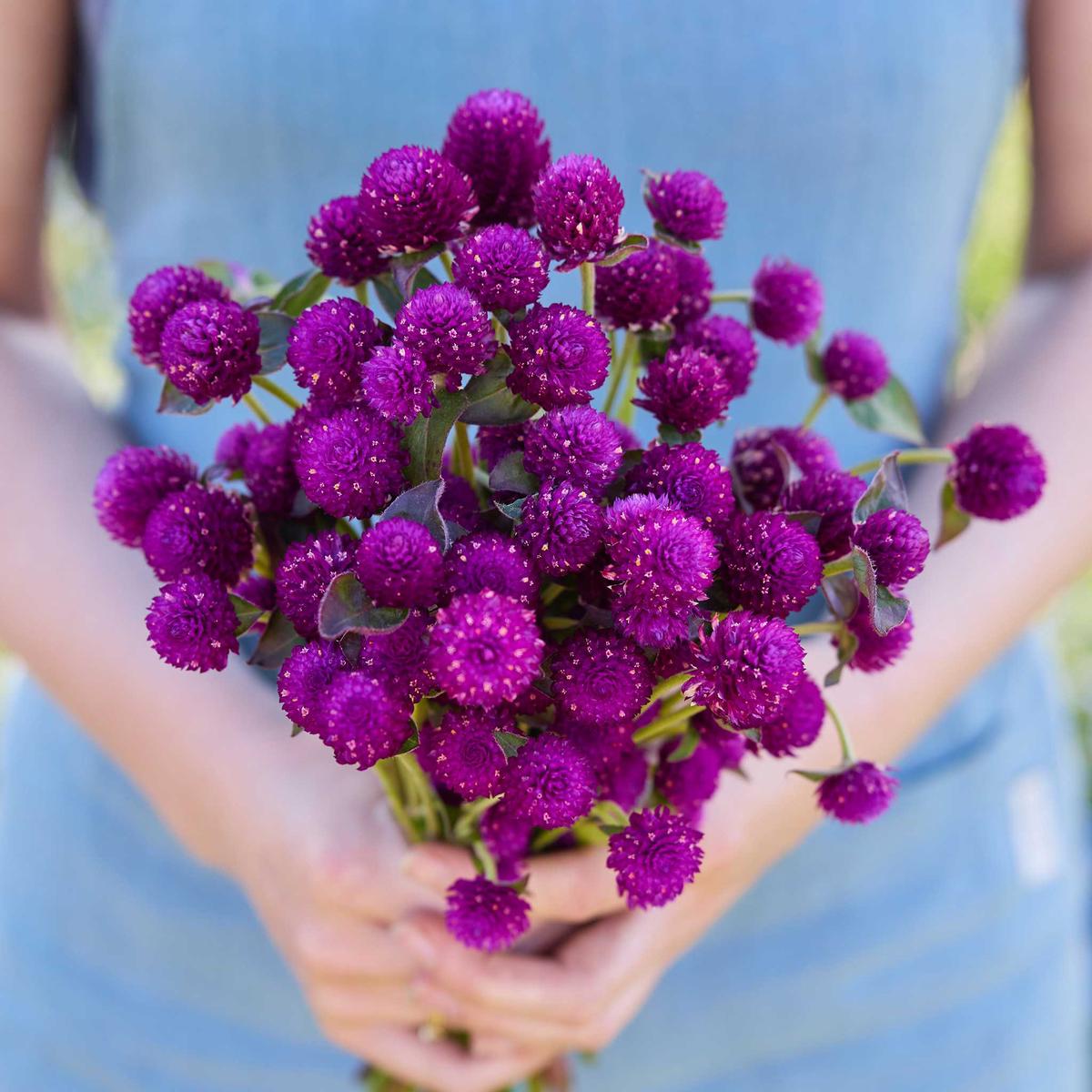 Gomphrena Seeds – Purple
