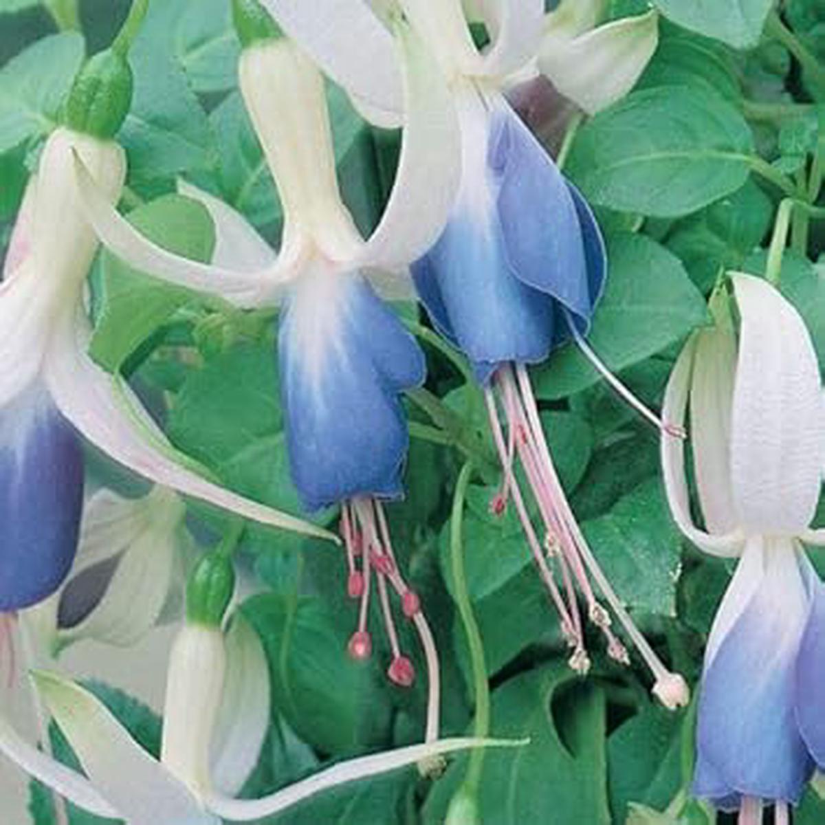 Green Sky Blue Fuchsia Seeds for Planting  Heirloom, Organic, Non-GMO, High Germination Garden Flower Seeds
