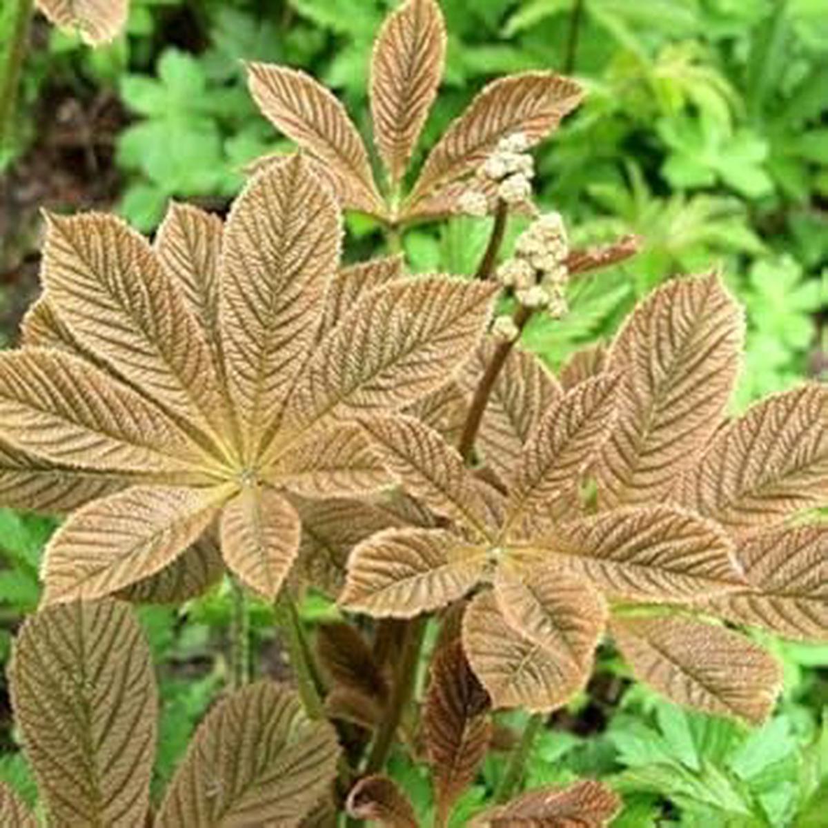 Heirloom Non-GMO Brown Rodgersia Henrici Flower Seeds for Planting High Germination Organic Garden Seeds